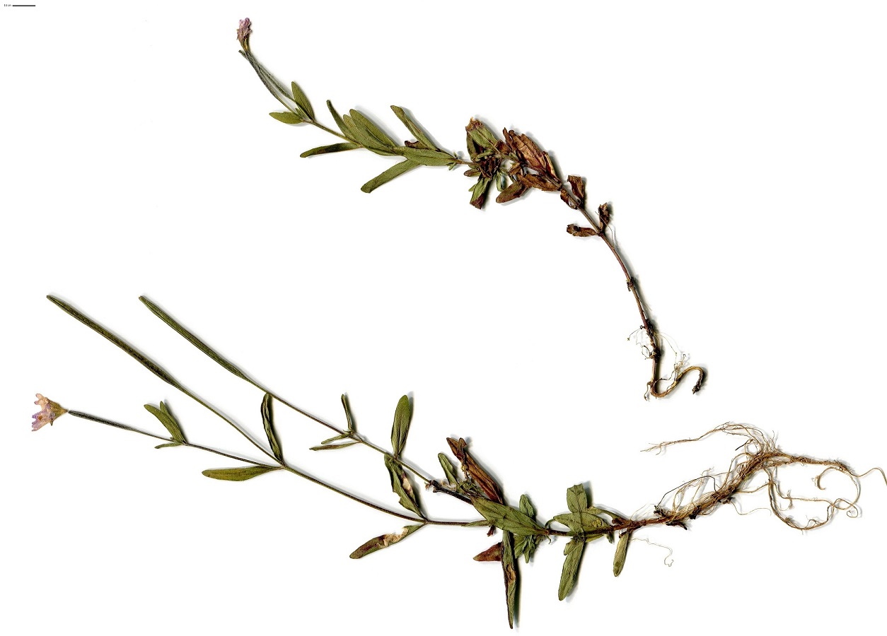 Epilobium palustre (Onagraceae)